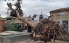 Imagen del árbol caído en el cementerio de Corella.
