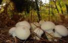 Lycoperdon (vulgarmente pedos de lobo). Se pueden usar en ensalada cuando son jóvenes y blancos