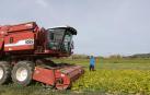 Inicio de la cosecha dle guisante en plantaciones de Gvtarra en Villafranca