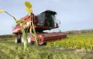 Inicio de la cosecha dle guisante en plantaciones de Gvtarra en Villafranca