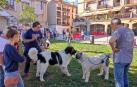 XVI Encuentro del Mastín del Pirineo