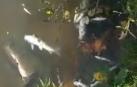 Aparecen muertos varios peces en la presa de Etxarri Aranatz