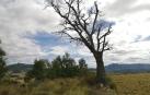 Uno de los robles dañados, entre la parcela del denunciado y el terreno comunal.