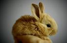 Los conejos es una de las especies que está prohibido tener en casa como mascota con la nueva Ley de Bienestar Animal