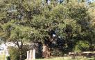 La frondosa encina de unos 400 años está ubicada en el barrio de San Roque de Colindres