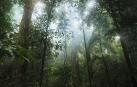 Bosque tropical