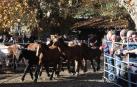 Varios caballos en la edición del año pasado de la Feria de Otoño de Santesteban