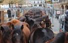 Ganado equino de la última feria de San Andrés celebrada en Estella y que se cobijó en la plaza Santiago