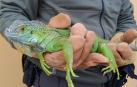 Iguana encontrada en un parque de Navarra