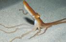 Ejemplar de ‘Octopus kaurna’
