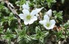 Arenaria vitoriana