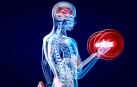 La práctica de ejercicio físico mejora la capacidad cognitiva e incrementa el tamaño de determinadas áreas del cerebro. especialmente de las relacionadas con la memoria