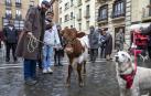 Muchos perros y un novillo en la bendición del día de San Antón en Pamplona./