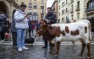 Muchos perros y un novillo en la bendición del día de San Antón en Pamplona./