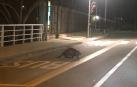 Un castor ha sido grabado este 25 de enero por las calles de la Txantrea