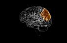 El lóbulo parietal es el encargado de procesar principalmente información somatosensorial, es decir, maneja datos sobre el tacto, el movimiento y la posición de nuestro cuerpo en relación al espacio