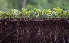 La llamada revolución verde se fundamentó, entre otros factores, en la producción de fertilizantes de alta solubilidad en agua que aportaban rápidamente los nutrientes para su asimilación por las plantas