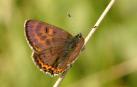 Ejemplar de la mariposa 'Manto violeta'