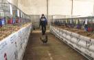 Los seiscientos animales se encuentran repartidos por la nave del recinto ferial abierta al público