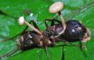 Una hormiga momificada por el ataque de un Ophiocordyceps cuyos estromas emergen del cuerpo del insecto