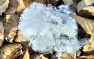 Entre la hojarasca de hayedos de Ultzama, una forma caprichosa del ‘Pelo de hielo’