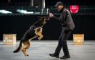 Un momento de la exhibición de habilidades de Tina, la perra más veterana del equipo de guías caninos de la Policía Foral