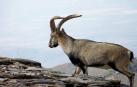 El último bucardo (capra pyrenaica pyrenaica), una hembra llamada Celia, murió en el año 2000