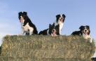 Imagen de archivo de varios Border Collies