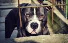 Imagen de archivo de un perro de la raza pitbull
