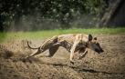 Imagen de archivo de un galgo corriendo