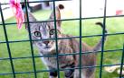 Gato en adopción