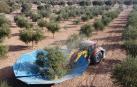 Imagen de la recolección de la oliva a máquina en un huerto de Ablitas, una de las localidades riberas con mayor tradición en este cultivo