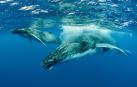 Ballenas jorobadas en el océano Pacífico