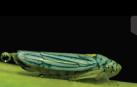 Un cicadélido carga una gota de orina antes de catapultarla