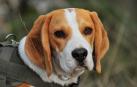 Imagen de archivo de un beagle