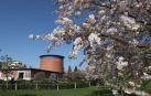 Cerezos en flor junto al planetario de Pamplona.