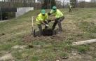 Operarios, plantando olmos en Azpilagaña