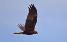 Un aguilucho en pleno vuelo