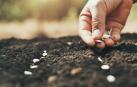 Las semillas de los gigantes agrícolas -pensadas para aumentar la productividad de los cultivos- se fueron imponiendo a las tradicionales que habían pasado generación tras generación