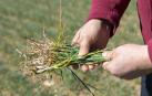 Plantas de cereal, agostadas en un campo de Tudela