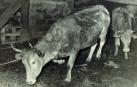 Últimos ejemplares de vacas salvajes de raza vasca sueltas en el Pirineo, marcadas hace medio siglo
