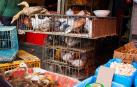 Aves en un mercado al aire libre en Shanghai (China)