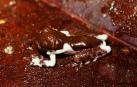 Ejemplar de rana Litoria naispela