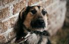 Maltratar a los animales es una conducta relacionada con trastornos afectivos y de relaciones interpersonales, particularmente con la falta de empatía