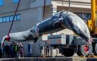 El cadáver de la ballena azul, en el momento de ser extraído con grúas de aguas de la ría de Vigo para ser sometido a una necropsia y determinar las causas de su muerte