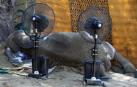 El cuerpo de la elefante Noor Jehan