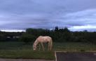 Caballo pastando