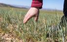 Campo de cebada en una finca de secano en Tudela. La planta presenta signos de agostamiento