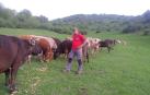 El ganadero de Orbaizeta, David Sanzberro, con sus vacas