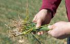 Raíces de planta de cereal afectadas por la sequía